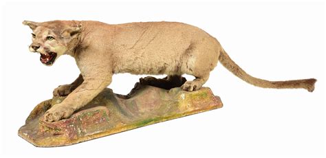 Lot Detail Mountain Lion Taxidermy