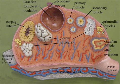 ovary diagram quizlet
