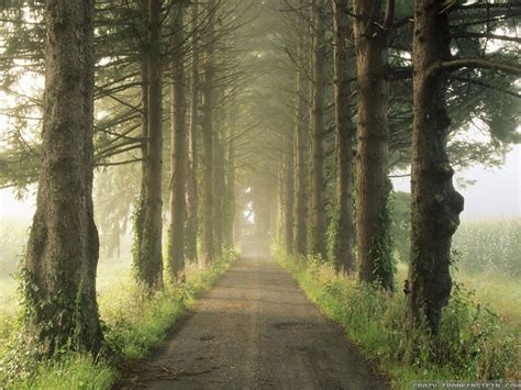 Forest Road Wallpapers - Wallpaper Cave