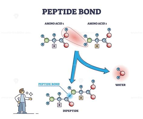 Peptide bond as amino acids formation in protein reaction outline diagram in 2023 | Peptide bond ...