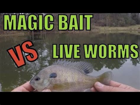 Pond Bass Magic Bluegill Bait Vs Worms Youtube