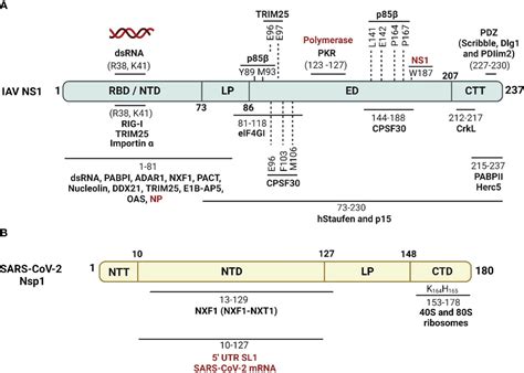 Frontiers Antiviral Responses Versus Virus Induced Cellular Shutoff