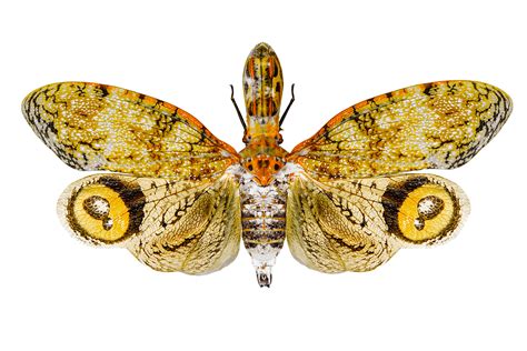 Free Images Insect Nature Fly Flying Color Cicada Moths And