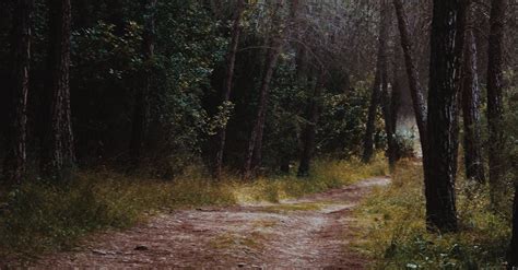 Dirt Road in a Forest · Free Stock Photo