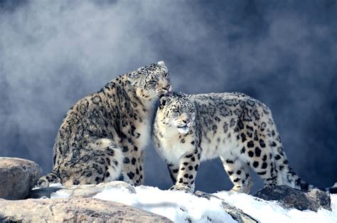Snow Leopard Photo Tour 2023 | Photography Workshops Directory