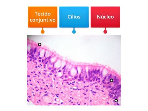 Histologia Geral E Embriologia At1 Labelled Diagram