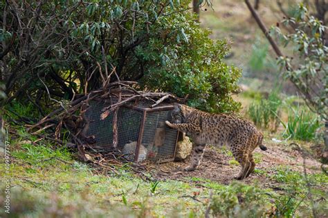 Lince Ib Rico Iberian Lynx Lynx Pardinus Capturando Un Conejo En