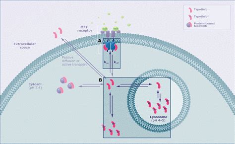 Differences In Sustained Cellular Effects Of MET Inhibitors Are Driven