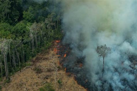 En 2050 Habrá 22 Millones De Hectáreas Quemadas En La Selva Amazónica