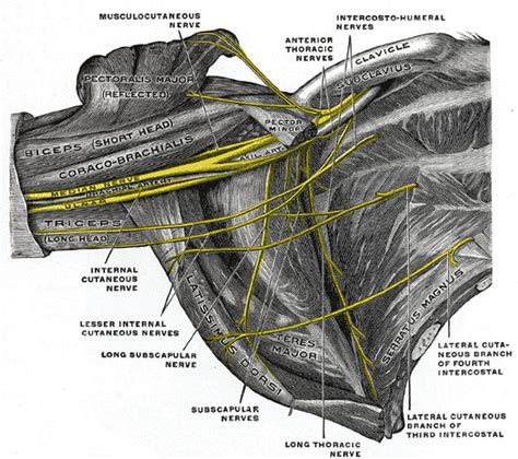 Long thoracic nerve - wikidoc