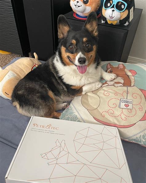 Common Corgi Health Problems-Hip dysplasia - PetieTec