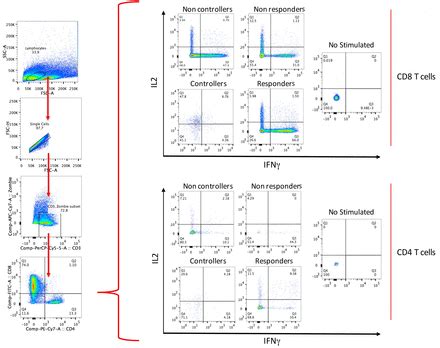 T Cell Subsets TCM TEM TEMRA And Poly Functional Immune Response In