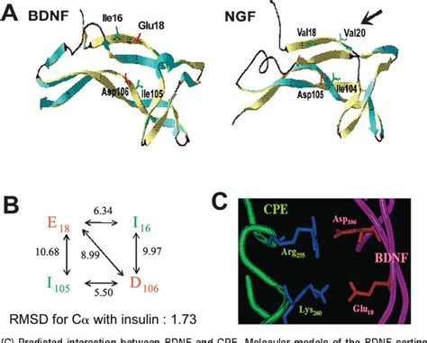 Figure 1 from Sorting and Activity-Dependent Secretion of BDNF Require ... 