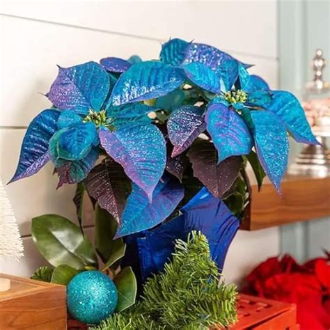 Are Blue Poinsettias Real Beautiful Blue Poinsettia Varieties