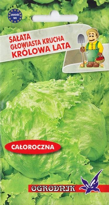 SAŁATA GŁOWIASTA LODOWA KRUCHA KRÓLOWA LATA DUŻE GŁÓWKI SMACZNA NASIONA