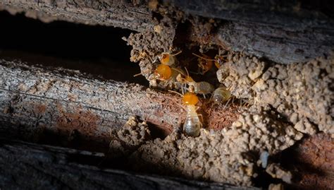 Termite Spot Treatment Is It Effective