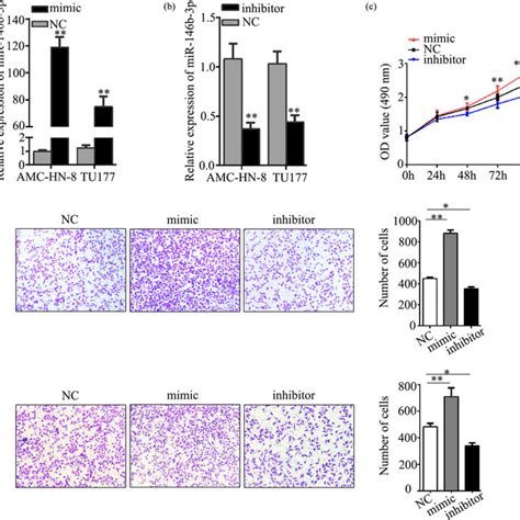 The Biological Function Of Mir B P In Vitro A And B