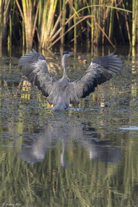 Le H Ron Cendr Ardea Cinerea Linnaeus The Gray Heron Flickr