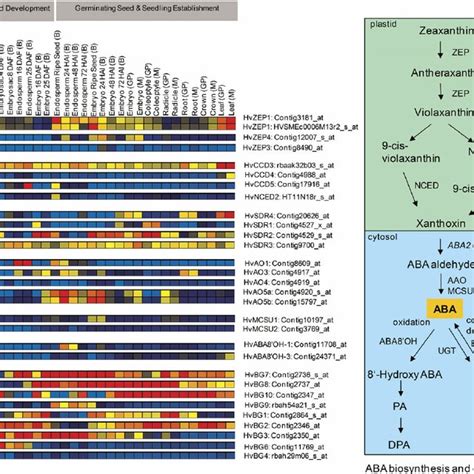 Expression Profiles Of Aba Biosynthetic Catabolic And Deconjugation