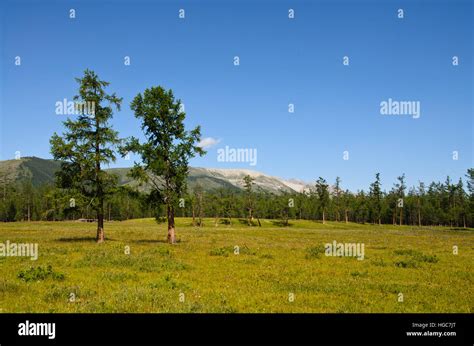 Taiga forest hi-res stock photography and images - Alamy