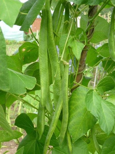 Harvest And Store Runner Beans Eco Marketplace Runner Beans