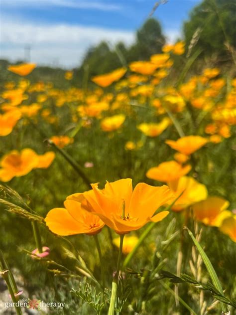 Meet the California Poppy: Growing + Care Guide