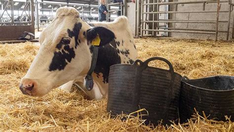 How To Diagnose And Treat Downer Cows Farmers Weekly