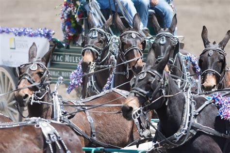 Three Bells Mules Knows What Makes A Perfect Saddle Mule Days Bishop Ca