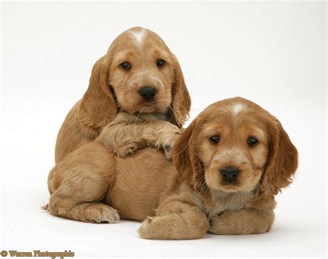 Cute Puppy Dogs: cocker spaniel puppies