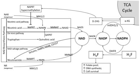 Biomolecules Free Full Text Nad And Nadph Contributing Enzymes As