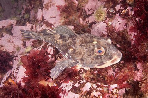 Shorthorn Sculpin Photograph By Andrew J Martinez