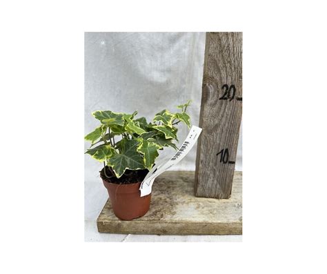 Hedera Helix Pot 9cm