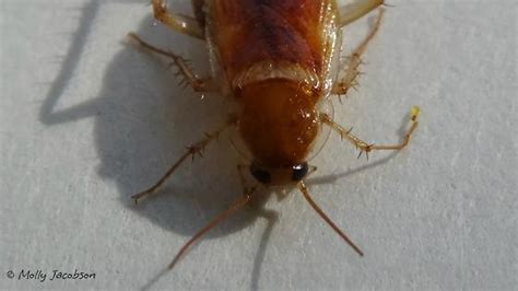 Brown Banded Cockroach Supella Longipalpa Bugguidenet