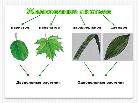 Лист - часть побега. Внешнее и внутреннее строение листа - презентация ...