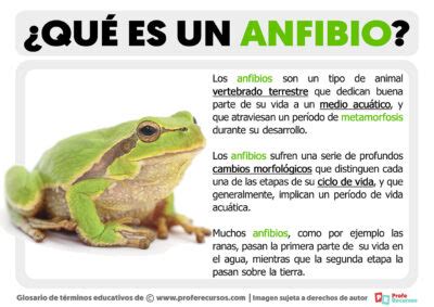 Qu Es Un Anfibio Definici N De Anfibio