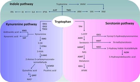 Serotonin Pathway In The Brain