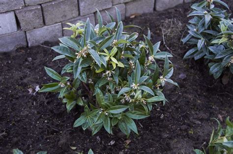 Sarcococca Hookeriana Var Humilis Dwarf Sweet Box Plantinfo