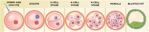 Infographic How Embryos Take Control Of Their Own Development The