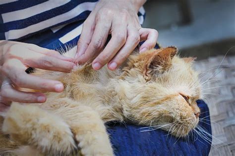 Vet Approved Steps To Take When You Find A Dead Tick On Your Cat