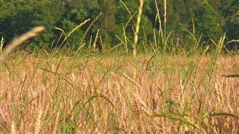 Wheat Field And Trees Rural Stock Footage Video Of Gold Field 320480610