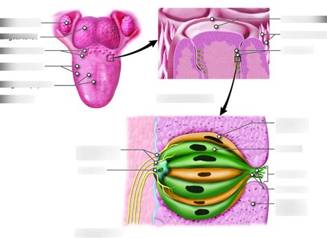 A P Lab Special Senses Gustation Diagram Quizlet