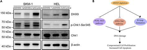 Dhx9 Mediated Pathway Contributes To The Malignant Phenotype Of Myelodysplastic Syndromes Iscience