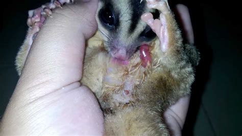 Hd Sugar Glider Giving Birth Upclose And Clear Youtube