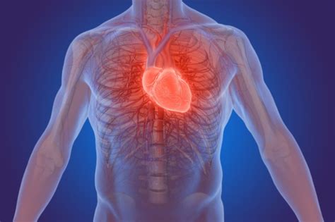 Diff Rence Entre Un Infarctus Et Une Crise Cardiaque Diverses Diff Rences