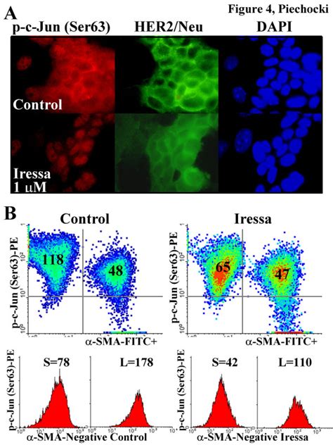 Evaluation Of P C Jun Ser Levels And Subcellular Distribution In