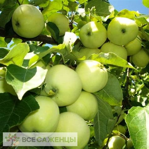 Цена на Яблоня Белый налив - купить саженцы