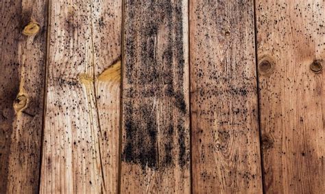 How To Get Rid Of Black Mold On Wood Deck