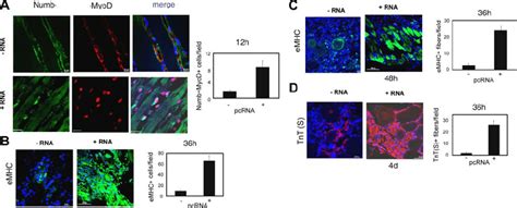 Formation Of Myoblasts And Myotubes In Pcrna Treated Regenerating