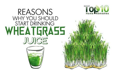 Tuteh Web Id Health Benefits Wheatgrass Juice