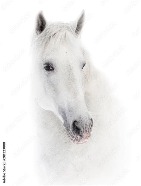 Snowy white horse on white Stock Photo | Adobe Stock